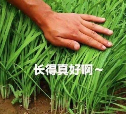 一双大手抚摸着新鲜的韭菜（暗示要被割了）：长得真好啊