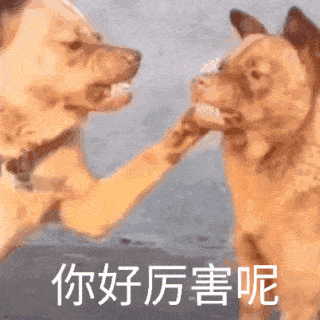 龇着牙的狗摸着另外一只龇着牙的狗：你好厉害呢-你好厉害呢两只狗动态表情包