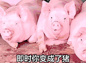 即使你变成了猪?，我也能在猪群里一眼认出你GIF动图