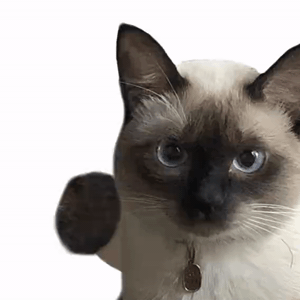 暹罗猫GIF：猫猫快速打拳-暹罗猫表情包,gif表情包