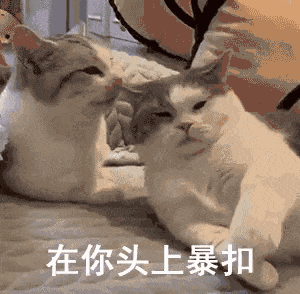 猫猫欺负人家打架：在你头上暴扣GIF动图