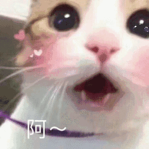 猫咪 啊-猫咪,啊,可爱