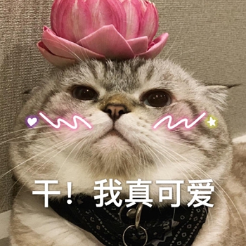 粉粉可爱喵星人表情包-14-