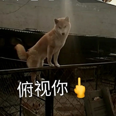 暴躁柴犬二哈土狗在线怼人表情包-5 