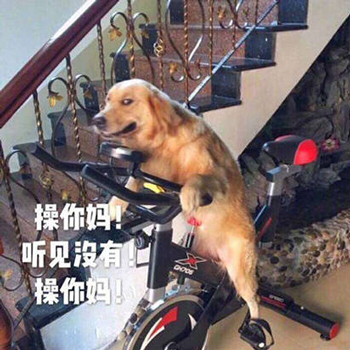 暴躁柴犬二哈土狗在线怼人表情包-19-