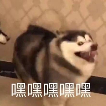 我是最靓的狗仔表情包-1 -
