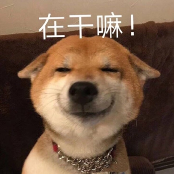 我是最靓的狗仔表情包-2 -