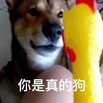 我是最靓的狗仔表情包-3 -