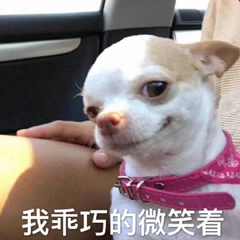 我是最靓的狗仔表情包-4 -