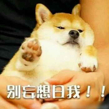 我是最靓的狗仔表情包-6 -