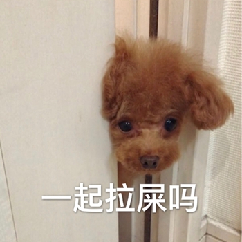 我是最靓的狗仔表情包-7 -