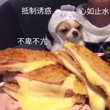 我是最靓的狗仔表情包-9 -