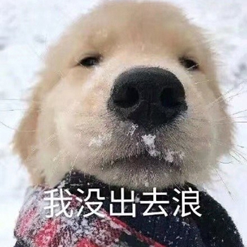 我是最靓的狗仔表情包-13-