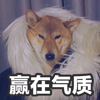 我是最靓的狗仔表情包-14-