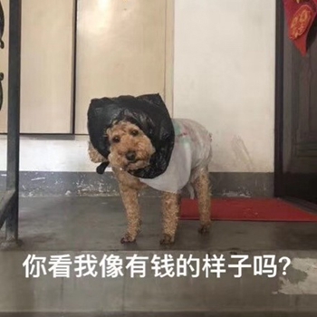 我是最靓的狗仔表情包-15-