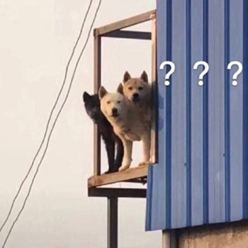 我是最靓的狗仔表情包-17-