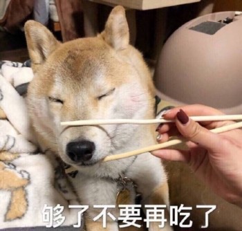 我是最靓的狗仔表情包-19-