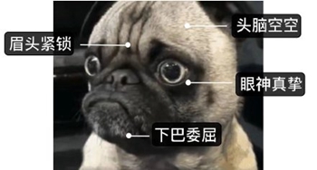 我是最靓的狗仔表情包-20-