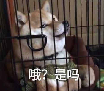 我是最靓的狗仔表情包-23-