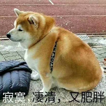 我是最靓的狗仔表情包-25-