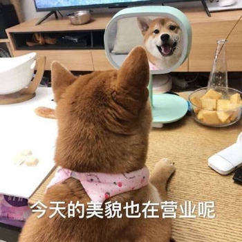 我是最靓的狗仔表情包-26-