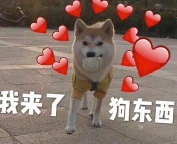 我是最靓的狗仔表情包-27-