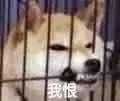 我是最靓的狗仔表情包-28-