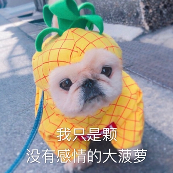 我是最靓的狗仔表情包-30-