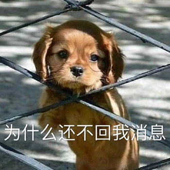我是最靓的狗仔表情包-31-