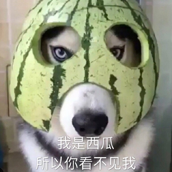 我是最靓的狗仔表情包-32-