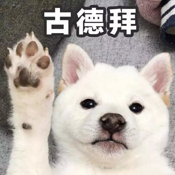 我是最靓的狗仔表情包-36-