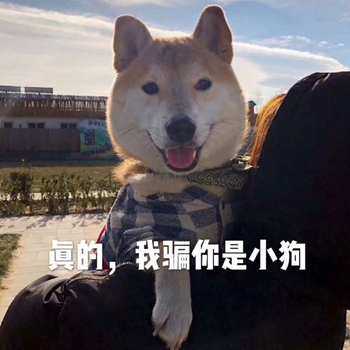 我是最靓的狗仔表情包-39-