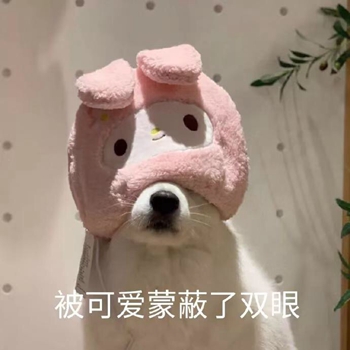 我是最靓的狗仔表情包-40-