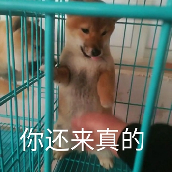 我是最靓的狗仔表情包-41-