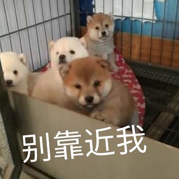 我是最靓的狗仔表情包-42-