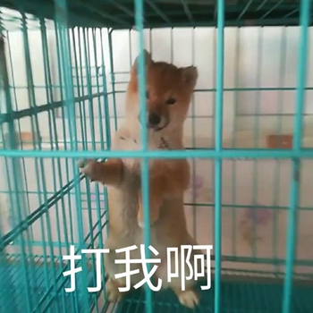 我是最靓的狗仔表情包-43-
