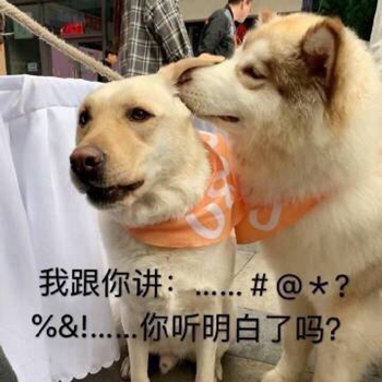 我是最靓的狗仔表情包-45-