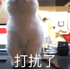 动图喵星人猫片gif表情包-1-