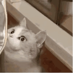 动图喵星人猫片gif表情包-7-