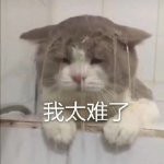 我太难了表情包-23-