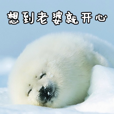 老婆版海豹表情包-2