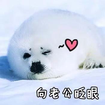 老公版海豹表情包-6 