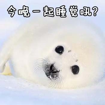 老公版海豹表情包-7 