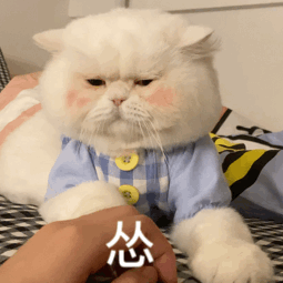 网红大脸猫表情包-8 