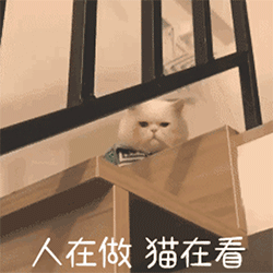 网红大脸猫表情包-31