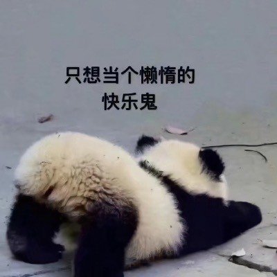 真熊猫的表达状态的表情包-7