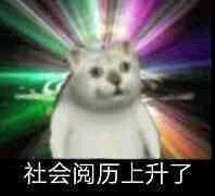 憨憨猫表情包-5 