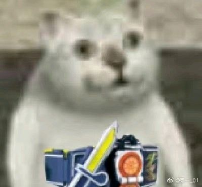 憨憨猫表情包-20