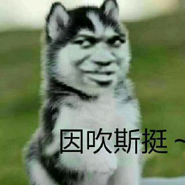 真人猥琐猫合集表情-1  