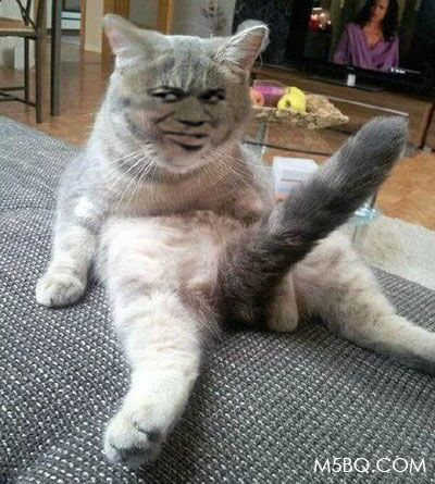 真人猥琐猫合集表情-5  